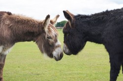 Redwings Horse Sanctuary - Mountains